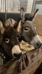 Ezel merrie  is van 26-9-2025, Dieren en Toebehoren, Overige Dieren, September, Vrouwelijk