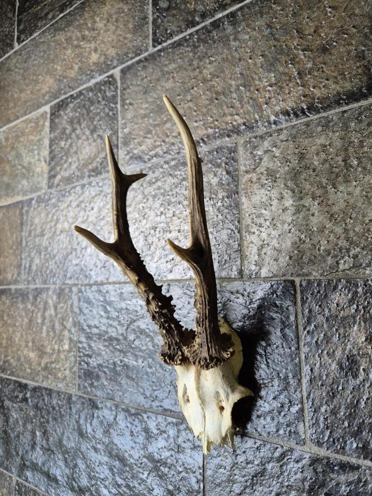 Prachtig Ree Gewei Zes Ender kleine schedelkap mancave d48, Verzamelen, Dierenverzamelingen, Gewei of Kop, Hert, Ophalen of Verzenden