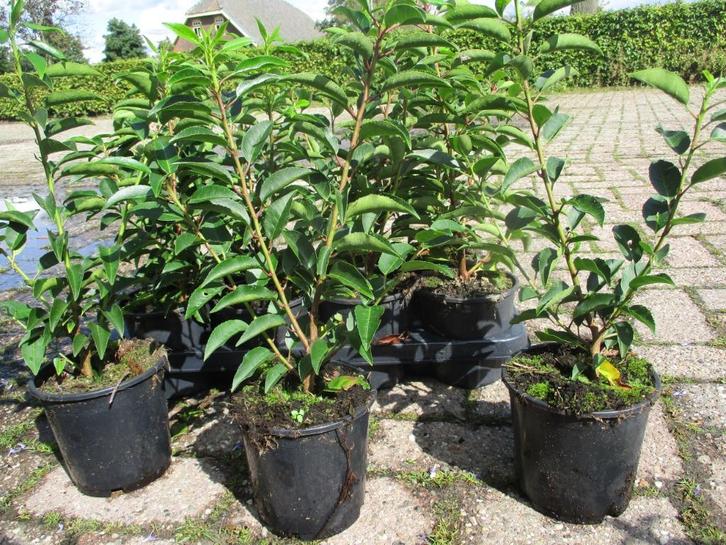Portugese Laurier, van 30/40cm tot 2m.hoog, eigen kwekerij, Tuin en Terras, Planten | Struiken en Hagen, Haag, Laurier, 100 tot 250 cm