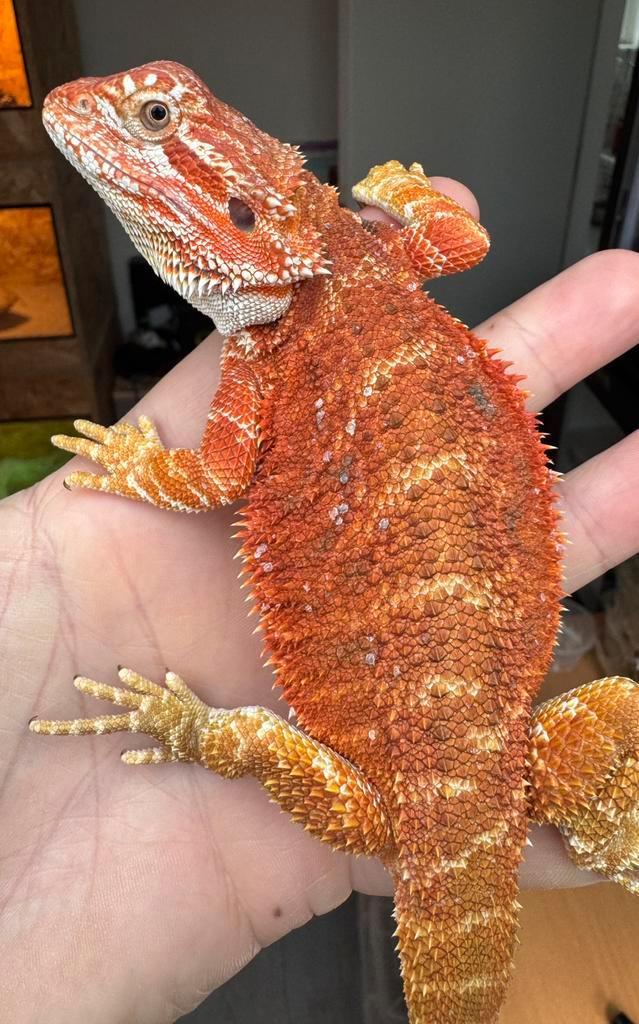 Super mooie rode baardagaam vrouw jonkie