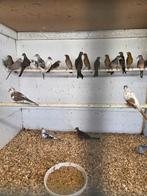 Vredes duifjes, Dieren en Toebehoren, Vogels | Duiven, Meerdere dieren, Overige soorten