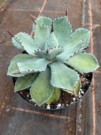 Agave potatorum kichiokan pot17cm, Tuin en Terras, Ophalen of Verzenden, Bloeit niet, Overige soorten, Volle zon