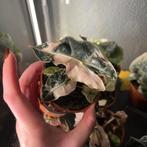 Alocasia polly variegata, Huis en Inrichting, Kamerplanten, Ophalen of Verzenden, Halfschaduw, Minder dan 100 cm