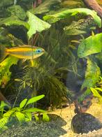 Kongozalmen blauw Uniek!, Dieren en Toebehoren, Vissen | Aquariumvissen, Vis