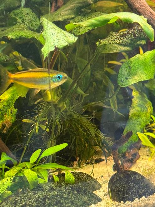 Kongozalmen blauw Uniek!, Dieren en Toebehoren, Vissen | Aquariumvissen, Vis