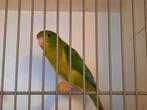 Citroenparkiet, Vrouwelijk, Parkiet, Geringd