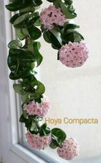 Hoya stekjes: Vertillatica Yangzhi, Endauensis etc., Huis en Inrichting, Kamerplanten, Ophalen of Verzenden, Halfschaduw, Minder dan 100 cm