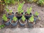 Stekjes hemelsleutel, Tuin en Terras, Planten | Tuinplanten, Ophalen, Zomer, Vaste plant, Volle zon