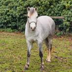 Prachtige Brave 3.5 jarige Welsh B merrie., Dieren en Toebehoren, Pony's, Merrie, C pony (1.27m tot 1.37m), Gechipt, 3 tot 6 jaar