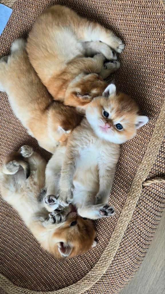 4 prachtige Black golden shaded volbloed britse korthaar, Dieren en Toebehoren, Katten en Kittens | Raskatten | Korthaar, 0 tot 2 jaar