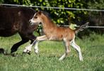 Mooie welsh veulen hengst eventueel met moeder, Dieren en Toebehoren, Pony's, Niet van toepassing, 0 tot 2 jaar, Meerdere dieren