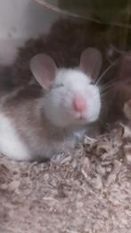 Veeltepelmuizen 2 dames, Muis, Vrouwelijk, November, Tam