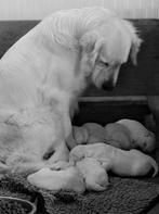 “Waar liefde begint en vriendschap groeit.” Golden pups., Dieren en Toebehoren, Golden retriever, CDV (hondenziekte), 8 tot 15 weken