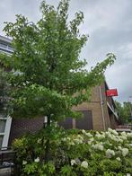 Amberboom liquidambar styraciflua 2 stuks, Tuin en Terras, Planten | Bomen, Ophalen, Halfschaduw
