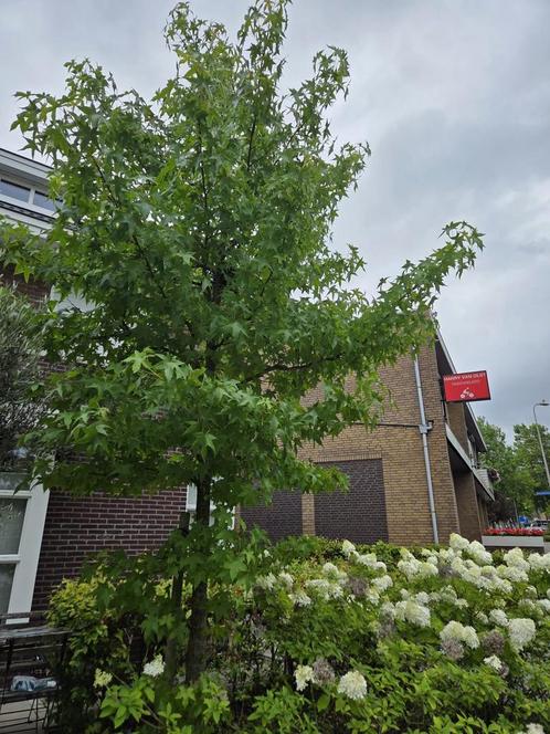 Amberboom liquidambar styraciflua 2 stuks, Tuin en Terras, Planten | Bomen, Halfschaduw, Ophalen