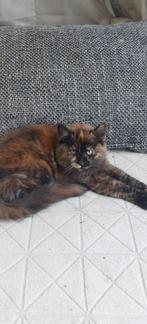 Geweldige Maine Coon kittens 😻😺💝💙🫶, Dieren en Toebehoren, Meerdere dieren, Ontwormd