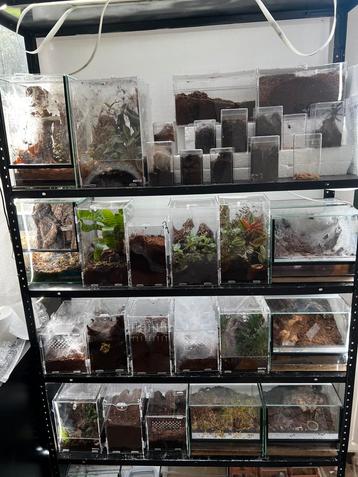 Vogelspinnen or Tarantula Collection beschikbaar voor biedingen