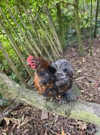 Haantjes zoeken 5 sterren huisje, Dieren en Toebehoren, Pluimvee, Mannelijk, Kip