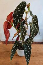 Kamerplant: stippenbegonia / stippenplant +/- 50 cm, Ophalen, Overige soorten, Halfschaduw, In pot