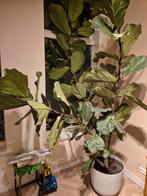 Tabaksplant (ficus) groot en 2.5m hoog inclusief Ecopots pot, Ficus, 200 cm of meer, Ophalen of Verzenden, Volle zon