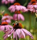 Echinacea bio zaden, Tuin en Terras, Ophalen of Verzenden, Gehele jaar, Volle zon, Zaad