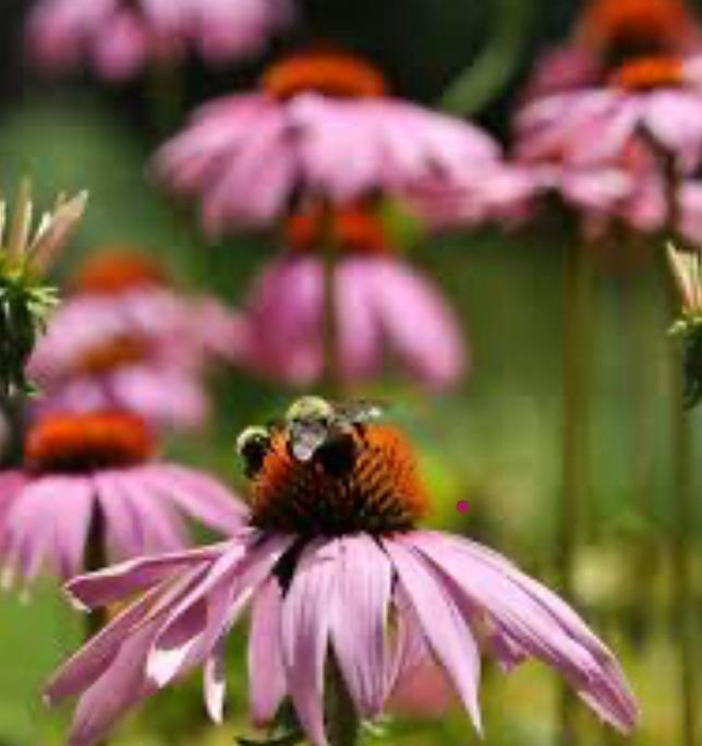 Echinacea bio zaden, Tuin en Terras, Bloembollen en Zaden, Zaad, Gehele jaar, Volle zon, Ophalen of Verzenden