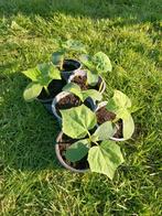 Komkommerplantjes, Ophalen, Volle zon, Groenteplanten, Eenjarig