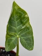 Alocasia Mickey Mouse Variegata, Ophalen, Overige soorten, Halfschaduw, In pot