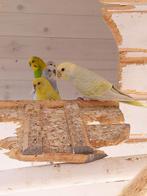 Jonge grasparkieten, Dieren en Toebehoren, Vogels | Parkieten en Papegaaien, Mannelijk, Parkiet