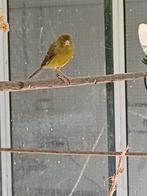 Timbrado kanaries, Dieren en Toebehoren, Vogels | Kanaries, Meerdere dieren, Kleurkanarie