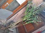 Gratis vlinderstruiken frambozen struiken vlierbes struiken, Ophalen, Overige soorten, Struik, Minder dan 100 cm