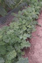 Boerenkoolplanten, preiplanten, Tuin en Terras, Planten | Tuinplanten, Ophalen, Zomer, Volle zon