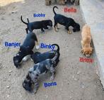 Klein tot kleine middelgrote lieve pupjes, Dieren en Toebehoren, Particulier, Rabiës (hondsdolheid), 8 tot 15 weken, Buitenland