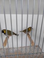 Te koop koppeltje cuba vinken, Dieren en Toebehoren, Vogels | Overige Vogels, Meerdere dieren, Tropenvogel, Geringd