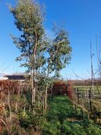 EUCALYPTUS BOMEN, Tuin en Terras, Ophalen, Halfschaduw, Overige soorten, 400 cm of meer