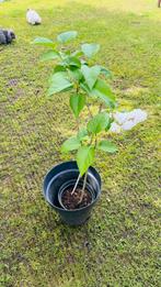 Magnolia boom, Vaste plant, Ophalen of Verzenden, Lente, Overige soorten
