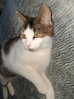 Kat 6 maanden inclusief alle spullen *ZOEKT GOED TEHUIS*, Dieren en Toebehoren, Kater