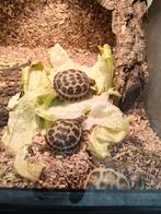 Testude horsfieldii Russische vierteenschildpad, Schildpad, Tam, 0 tot 2 jaar