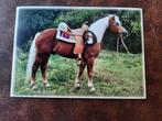 kaart paarden paard veulen dier haflinger, Ophalen, 1980 tot heden, Ongelopen, Paard