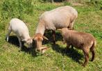 vossenkop ooi met 2 kruising lammeren, Vrouwelijk, Schaap, 3 tot 5 jaar