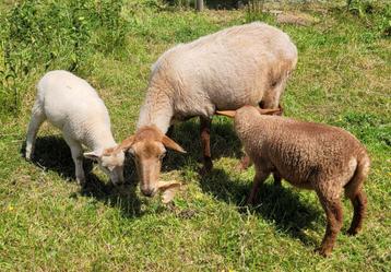 vossenkop ooi met 2 kruising lammeren beschikbaar voor biedingen