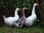 Boerenganzen wit en bont | Ruime keuze, deskundig advies!, Meerdere dieren, Overige soorten