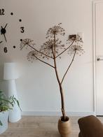 Reuze berenklauw, Huis en Inrichting, Woonaccessoires | Droogbloemen, Ophalen, Zo goed als nieuw