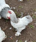 Jonge Brahma kriel haan Wit-Columbia-Blauw, Dieren en Toebehoren, Pluimvee, Mannelijk, Kip
