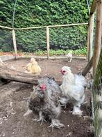 Zijdehoen hanen, Mannelijk, Kip