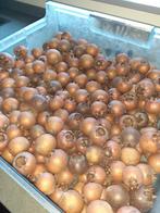 Verse Mispels, Tuin en Terras, Ophalen, Minder dan 100 cm, Overige soorten, Zomer