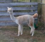 Alpaca merrie, Dieren en Toebehoren, Overige Dieren, Februari, Vrouwelijk