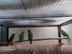 Te koop Psittacara finchi aratinga, Meerdere dieren, Parkiet, Geringd