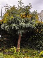 3x bolacacia-bomen (Robinia pseudoacacia) te koop, Overige soorten, Lente, 250 tot 400 cm, Ophalen
