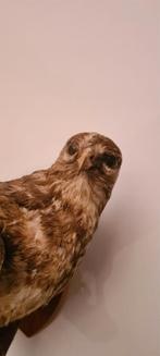 Mooie buizerd taxidermie te koop, Verzamelen, Ophalen, Zo goed als nieuw